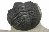 Partially Enrolled Reedops Trilobite - Aatchana, Morocco #235814-3